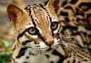 Ocelot - piękna tkanina feline predator